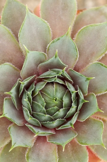 Abstract;Alabaster Rose;botanical;botanicals;botany;Cactus;flora;Green;greenery;herb;herbage;Patterns;plant;plants;shrub;Succulent;vegetation