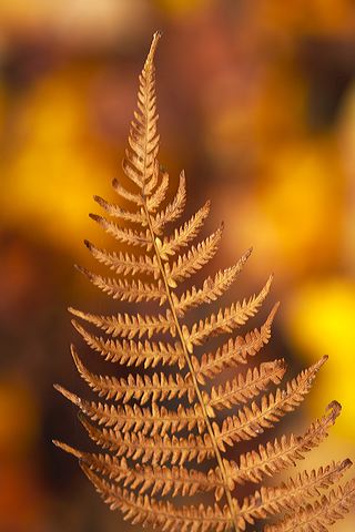 Forest;Trees;Leaves;Leaf;Plants;Woods;Bark;Outdoors;Nature;Natural;Woodland;Botanical;Vegetation;Foliage;Veins;Compound;Leaflet