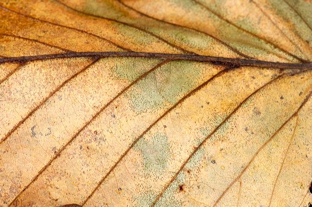Plants;Botanical;Leaf;Leaves;Vegetation;Foliage;Veins;Compound;Leaflet;Abstract;Abstractions;Patterns;Shapes;Textures