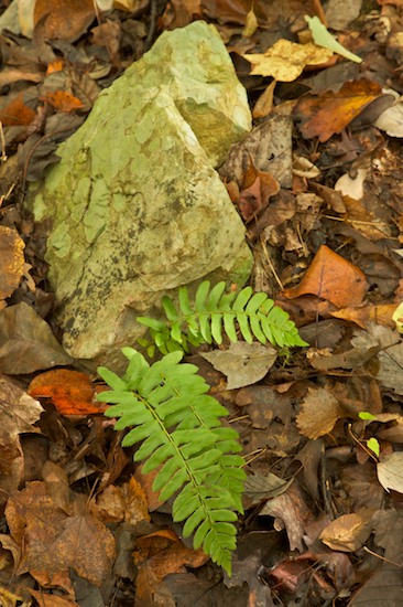 Black's Bluff;Boulder;Fern;Foliage;Geological;Geology;Georgia;Leaf;Leafy;Leaves;Rock;Rock Formations;Rocks;Rome;Stone;Stones;Striation;Vein