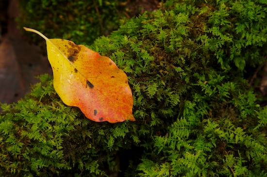 Abstract;Abstractions;Fall;Foliage;Georgia;Green;Leaf;Leafy;Leaves;Marshall Forest;Moss;Orange;Patterns;Rome;Shapes;Textures;Vein;Yellow