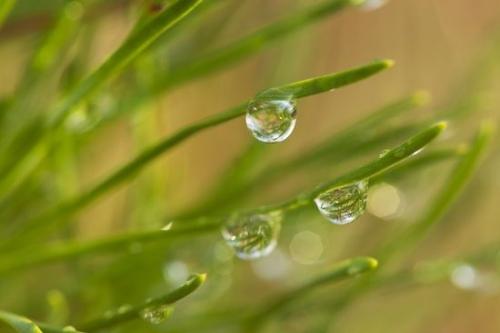 Dew;Water;Blue Heron Overlook;Droplet;Dewy;Drop;Wet;Moisture;Kentucky;Big South Fork National Recreation Area;Pine;Pine Needle;Green;Damp