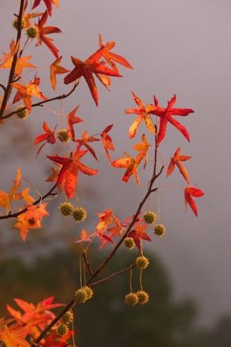 Outdoor;drops;Orange;tree;tree limbs;branch;leaves;Green;Kentucky;Fall;Blue Heron Overlook;Leaf;dew;limb;Red;Autumn;Brown;branches;Big South Fork National Recreation Area;Sweetgum;Vertical;dew drops;dewy;drop;droplet