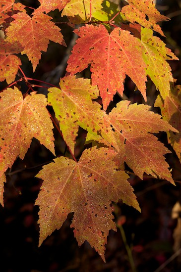 Autumn;Big South Fork National Recreation Area;Damp;Dew;Dewy;Drop;Droplet;Fall;Foliage;Gold;Green;Leaf;Leafy;Leaves;Moisture;Orange;Red;Vein;Water;Wet;Yellow