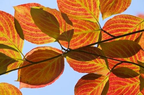 Botanicals;Abstract;Tree Limb;Veins;Fall;Abstractions;Foliage;Autumn;Dogwood;Plant;Leaves;Textures;Leaf;Trenton;Shapes;Georgia;Leaflet;Cloudland Canyon;Blue;Red;Botanical;Branch;Leafy;Patterns;Yellow;Green;Vein;Vegetation
