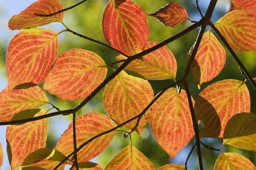Red;Veins;Branch;Botanical;Leaflet;Plant;Patterns;Abstractions;Botanicals;Autumn;Shapes;Trenton;Vegetation;Leaves;Green;Foliage;Yellow;Blue;Dogwood;Vein;Tree Limb;Leaf;Textures;Abstract;Georgia;Leafy;Cloudland Canyon;Fall