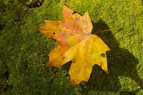 Vein;moss;Leaf;Maple;Maple Leaf;Shadow;Fallen Leaves;Orange;Autumn;Fall;Fallen;Green;Veins;Wabi Sabi;Yellow;Gold
