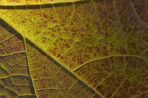 Tennessee;Oneida;Big South Fork;Cumberland Plateau;Canyon;Cliff;Bluff;Rock Face;Rock Formations;Sheer;Steep;Big South Fork National Recreat;Textures;Shapes;Patterns;Abstractions;Abstract;Leaf;Leaves;Leafy;Foliage;Vein