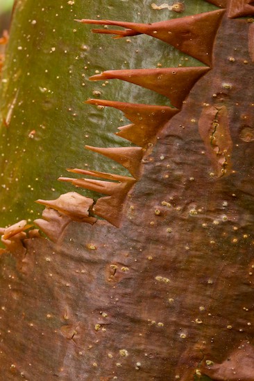 Abstract;Abstractions;Bark;Botanical;Colorful;Fall Scenes;Foliage;Forest;Leaf;Leaves;Natural;Nature;Outdoors;Patterns;Plants;Shapes;Textures;Trees;Vegetation;Woodland;Woods