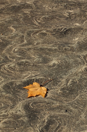 Abstract;Abstractions;Big South Fork National Recreation Area;Foliage;Gray;Leaf;Leafy;Leaves;Patterns;Rock;Shapes;Stone;Tennessee;Textures;Vein;Yellow