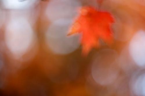 Leafy;Abstract;Herbaceous;Red;Bush;bark;Branches;Plants;Shapes;Branch;Shrub;Textures;Woodland;Vegetation;Patterns;Brown;Botanical;Trunk;Foliage;zen;Peaceful;Tree Trunk;Orange;Abstractions;Leaves;Leaf;Oneness;Plant