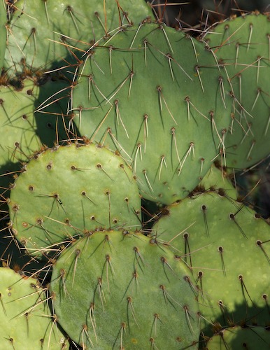 Arizona;botanical;botanicals;botany;Cacti;Cactus;flora;Green;greenery;herb;herbage;plant;plants;Spines;vegetation