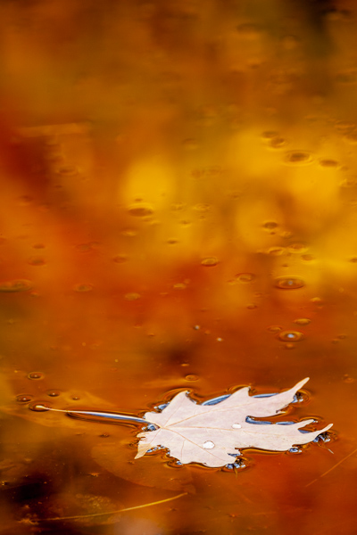 Textures;Shapes;Patterns;Abstractions;Abstract;Leaf;Leaves;Leafy;Foliage;Vein;Reflections;Reflection