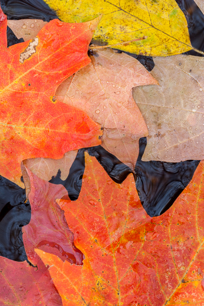 Textures;Shapes;Patterns;Abstractions;Abstract;Leaf;Leaves;Leafy;Foliage;Vein;Reflections;Reflection