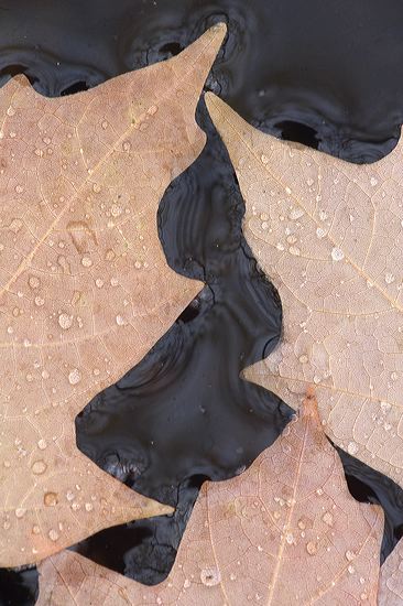 Textures;Shapes;Patterns;Abstractions;Leaf;Leaves;Leafy;Foliage;Vein;Reflections;Reflection;Abstract