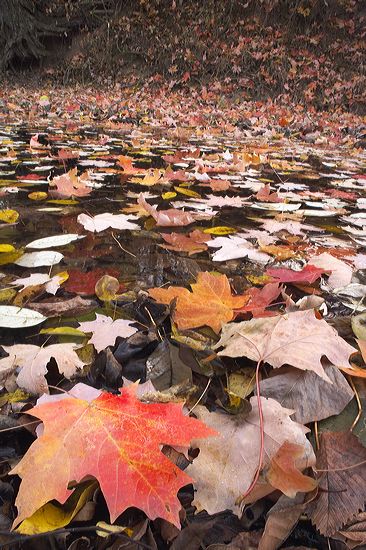 Textures;Shapes;Patterns;Abstractions;Abstract;Leaf;Leaves;Leafy;Foliage;Vein;Reflections