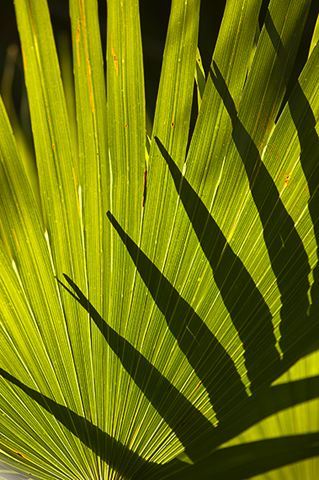 Colorful;Plants;Botanical;Leaf;Leaves;Vegetation;Foliage;Patterns;Shapes;Textures;Veins;Compound;Leaflet;Sunlight;Sun;Beams;Sunbeam;Rays;Light;Luminance;Illuminate