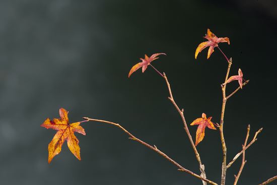 Fort Payne;Alabama;Little River Canyon National Preserve;Autumn;Seasons;Fall;Leaf;Leaves;Leafy;Foliage;Vein;botanical;plant;plants;botanicals;botany;vegetation;greenery;flora;herbage;herb;shrub