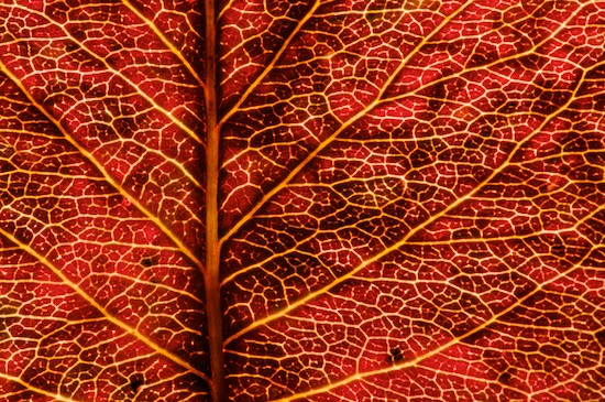 Abstract;Abstractions;botanical;botanicals;botany;flora;Foliage;greenery;herb;herbage;Leaf;Leafy;Leaves;Patterns;plant;plants;Red;Shapes;shrub;Textures;vegetation;Vein