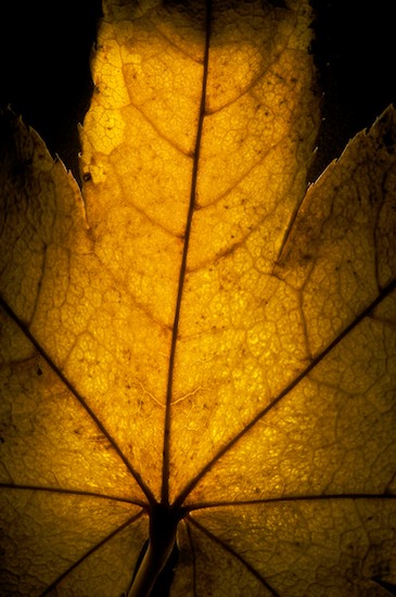 Abstract;Botanical;Brown;Foliage;Gold;Leaf;Leafy;Leaves;Patterns;Textures;Vein;Yellow