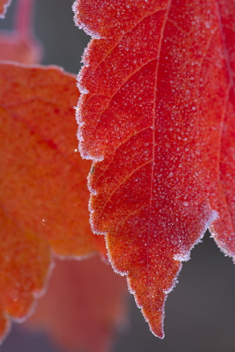 Alabama;Fort Payne;Little River Canyon;Textures;Shapes;Patterns;Abstractions;Abstract;Autumn;Seasons;Fall;Crisp;Winter;Cold;Frozen;Frosty;Frost;Icy;Ice;Leaf;Leaves;Leafy;Foliage;Vein;botanical;plant;plants;botanicals;botany;vegetation;greenery;flora;herbage;herb;shrub