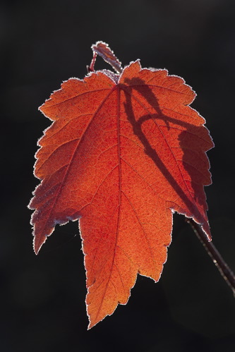Alabama;Fort Payne;Little River Canyon;Textures;Shapes;Patterns;Abstractions;Abstract;Autumn;Seasons;Fall;Crisp;Winter;Cold;Frozen;Frosty;Frost;Icy;Ice;Leaf;Leaves;Leafy;Foliage;Vein;botanical;plant;plants;botanicals;botany;vegetation;greenery;flora;herbage;herb;shrub