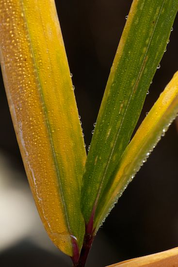 herbage;Botanicals;Alabama;Little River Canyon National Preserve;Leaf;Seasons;Vein;Fort Payne;Vegetation;Grass;Foliage;Autumn;Rachel;shrub;Leaves;flora;Fall;Leafy;plant;herb;botany;Little River Canyon;Botanical;plants;greenery