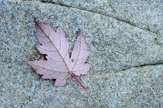 Fort Payne;Alabama;Little River Canyon National Preserve;Textures;Shapes;Patterns;Abstractions;Abstract;Leaf;Leaves;Leafy;Foliage;Vein;Striation;Stone;Rock;Boulder;Geology;Geological;Rock formations;Rocks
