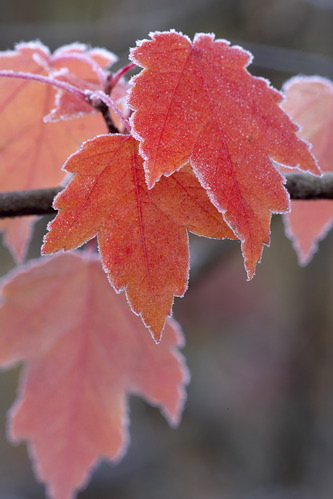 Alabama;Fort Payne;Little River Canyon;Textures;Shapes;Patterns;Abstractions;Abstract;Autumn;Seasons;Fall;Crisp;Winter;Cold;Frozen;Frosty;Frost;Icy;Ice;Leaf;Leaves;Leafy;Foliage;Vein;botanical;plant;plants;botanicals;botany;vegetation;greenery;flora;herbage;herb;shrub