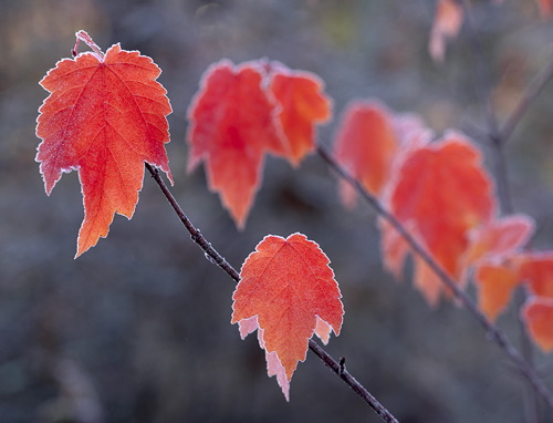 Alabama;Fort Payne;Little River Canyon;Textures;Shapes;Patterns;Abstractions;Abstract;Autumn;Seasons;Fall;Crisp;Winter;Cold;Frozen;Frosty;Frost;Icy;Ice;Leaf;Leaves;Leafy;Foliage;Vein;botanical;plant;plants;botanicals;botany;vegetation;greenery;flora;herbage;herb;shrub