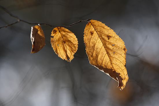 Leaf;Leaves;Leafy;Foliage;Vein;Textures;Shapes;Patterns;Abstractions;Abstract;shrub;plants;botanicals;vegetation;greenery;flora;herb
