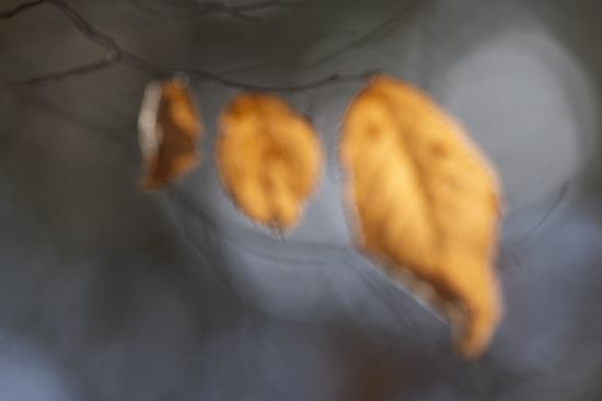 Leaf;Leaves;Leafy;Foliage;Vein;Textures;Shapes;Patterns;Abstractions;Abstract;shrub;plants;botanicals;vegetation;greenery;flora;herb