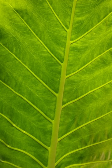 Abstract;Abstractions;Amazon River Basin;Botanical;Botanicals;botany;Brazil;flora;Green;greenery;herb;herbage;Leaves;Patterns;plant;plants;Rio Negro River;Shapes;shrub;Textures;Tropical;Vegetation;Veins