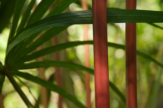 Abstract;Abstractions;Amazon River Basin;Bark;Botanical;Botanicals;botany;Branch;Branches;Brazil;Brook;brown;Creek;Dead;flora;Forest;green;greenery;herb;Herbaceous;herbage;leafy;Leaves;Patterns;plant;Plant;plants;Rainforest;red;Reflection;Reflections;Rio Negro River;River;River Bed;Riverbed;Rivers;roots;Shapes;shrub;Stream;sunlight;Textures;Tree;Tree Trunk;Trees;Tropical;Trunk;Vegetation;water;Water;waterway;yellow