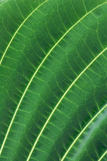 Abstract;Abstractions;Amazon River Basin;Botanical;Botanicals;botany;Brazil;flora;greenery;herb;herbage;Patterns;People;plant;plants;Rio Negro River;Shapes;shrub;Textures;Vegetation