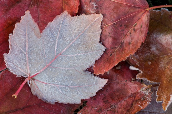 Abstract;Abstractions;Brown;Cold;Foliage;Freeze;Frost;Frozen;Ice;Leaf;Leafy;Leaves;Patterns;Pink;Red;Shapes;Silver;Tan;Textures;Vein