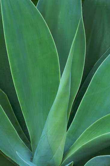 Abstract;Abstractions;Botanical;Botanicals;botany;flora;greenery;herb;herbage;Patterns;People;plant;plants;Shapes;shrub;Textures;Vegetation