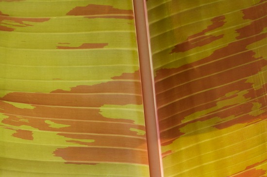 Abstract;Abstractions;botanical;botanicals;botany;flora;greenery;herb;herbage;Patterns;plant;plants;Shapes;shrub;Textures;vegetation