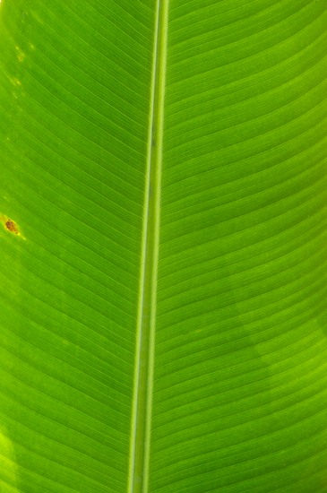 Abstract;Abstractions;botanical;botanicals;botany;Brazil;flora;Green;greenery;herb;herbage;Patterns;plant;plants;Shapes;shrub;Textures;vegetation