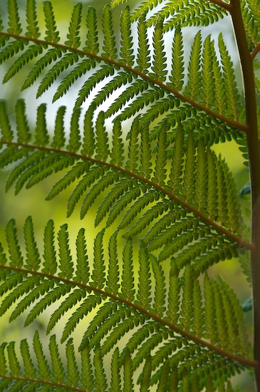 Abstract;Abstractions;botanical;botanicals;botany;Brazil;Fern;Ferns;flora;Green;greenery;herb;herbage;Leaf;Leaflet;Leaves;Patterns;plant;plants;Shapes;shrub;Textures;TNC;vegetation