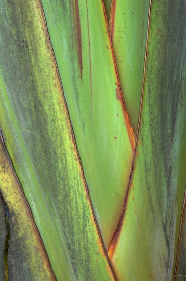 Abstract;Abstractions;Brazil;Green;Palm;Patterns;Shapes;Textures;Tree;tree trunk;Trunk