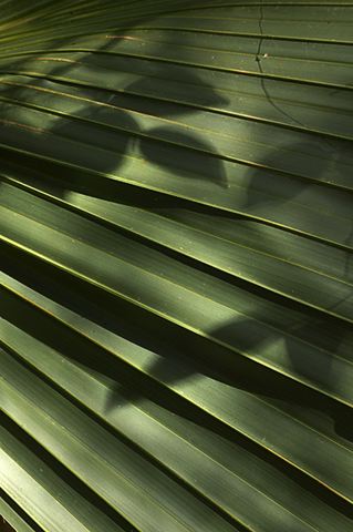 Abstract;Abstractions;Patterns;Shapes;Textures;Plants;Botanical;Leaf;Leaves;Vegetation;Foliage;Veins;Compound;Leaflet;Sunlight;Sun;Beams;Sunbeam;Rays;Light;Luminance;Illuminate