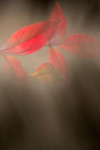 Oriental;Peaceful;haze;Abstract;Green;Abstractions;Leaves;Oneness;Blur;Red;Textures;close-up;Foliage;Gold;Leaf;Yellow;Leafy;Details;Blurry;Shapes;Vein;Patterns;Brown;Black;Gray