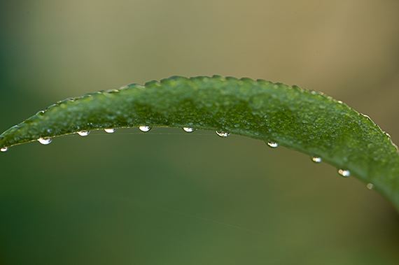 Leaves;Leaf;Colorful;Plants;Botanical;Vegetation;Foliage