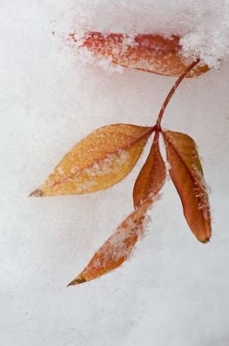 Frozen;Rest;Foliage;Freeze;Close-up;Snow;White;Winter;Vein;Gold;Hibernation;Cold;Leafy;Brown;Leaf;Concepts & Emotions;Leaves;Ice;Icy;Yellow;Renewal;Peace