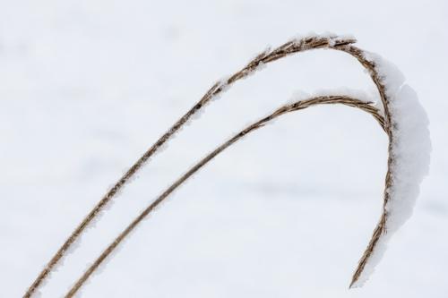 Abstract;Abstraction;Botanical;Brown;Calm;Cold;Frozen;Ice;Leaf;Line;Minimalism;Modern;Pastoral;Seed Head;Seed Heads;Shape;Snow;Tan;Wabi Sabi;Winter;botanicals;contemporary;grass;modern art;oneness;pattern;peaceful;plant;restful;serene;soothing;tranquil;zen