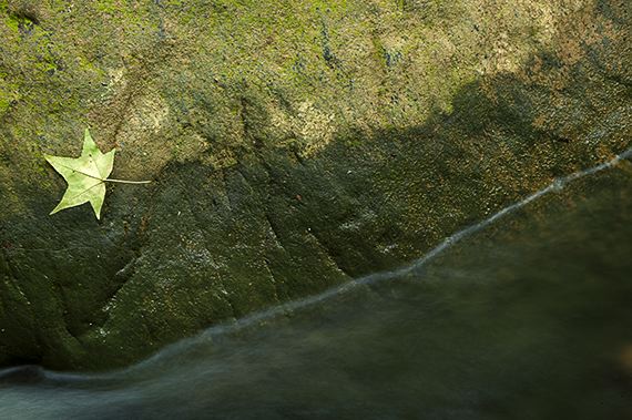 Leaves;Water;Leaf;Colorful;Plants;Botanical;Vegetation;Foliage