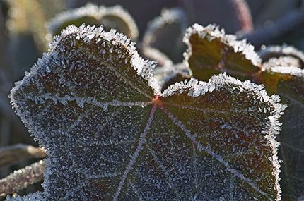Leaves;Leaf;Colorful;Plants;Botanical;Vegetation;Foliage;Abstract;Abstractions;Patterns;Shapes;Textures;Veins;Compound;Leaflet;Frost;Cold