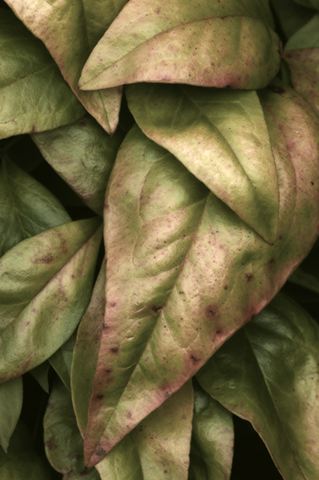 Abstract;Leaves;Plants;Leaf;Nature