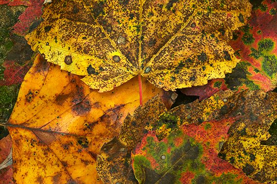 Abstract;Leaves;Plants;Fall;Forest;Colors;Yellow;Tennessee;Scenics;Details;Leaf;Fall Scenes;Orange